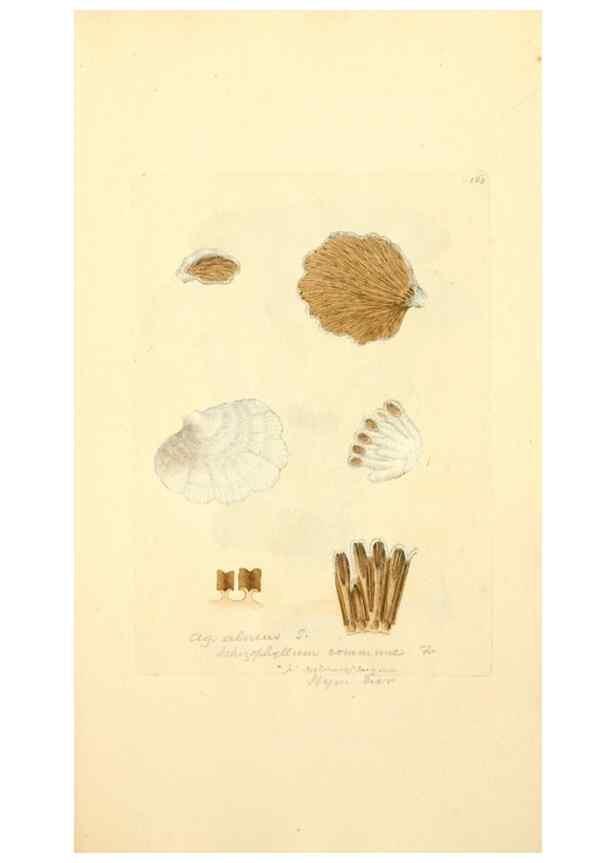 Reproducción/Reproduction 8230484602: Coloured figures of English fungi or mushrooms.. London,Printed by J. Davis,1797-[1809]