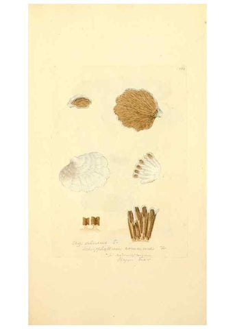 Reproducción/Reproduction 8230484602: Coloured figures of English fungi or mushrooms.. London,Printed by J. Davis,1797-[1809]
