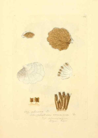 Reproducción/Reproduction 8230484602: Coloured figures of English fungi or mushrooms.. London,Printed by J. Davis,1797-[1809]