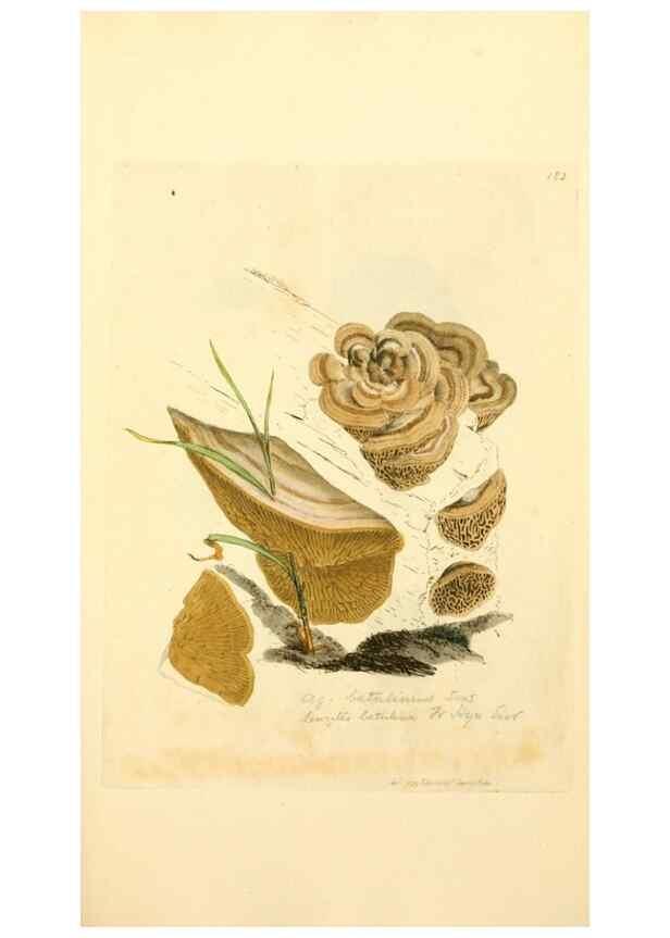 Reproducción/Reproduction 8229418559: Coloured figures of English fungi or mushrooms.. London,Printed by J. Davis,1797-[1809]