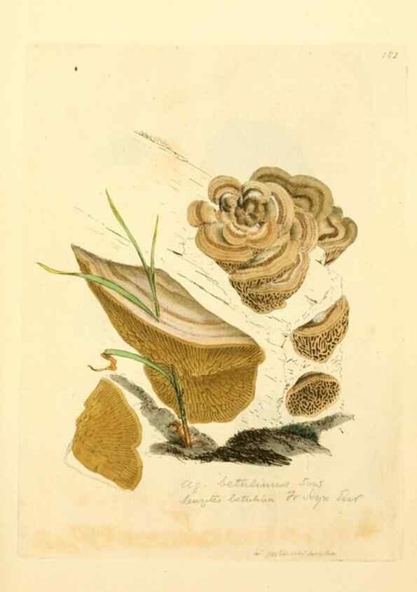 Reproducción/Reproduction 8229418559: Coloured figures of English fungi or mushrooms.. London,Printed by J. Davis,1797-[1809]