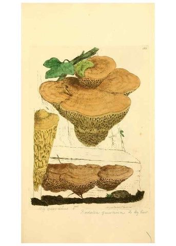 Reproducción/Reproduction 8229418077: Coloured figures of English fungi or mushrooms.. London,Printed by J. Davis,1797-[1809]