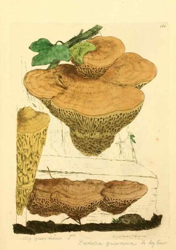 Reproducción/Reproduction 8229418077: Coloured figures of English fungi or mushrooms.. London,Printed by J. Davis,1797-[1809]