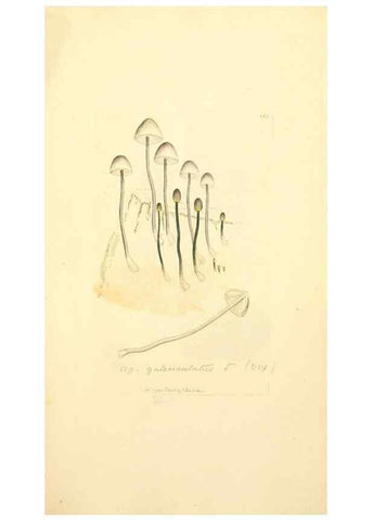 Reproducción/Reproduction 8230475910: Coloured figures of English fungi or mushrooms.. London,Printed by J. Davis,1797-[1809]