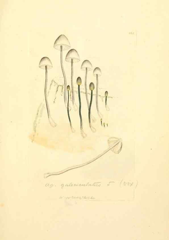 Reproducción/Reproduction 8230475910: Coloured figures of English fungi or mushrooms.. London,Printed by J. Davis,1797-[1809]