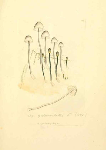Reproducción/Reproduction 8230475910: Coloured figures of English fungi or mushrooms.. London,Printed by J. Davis,1797-[1809]