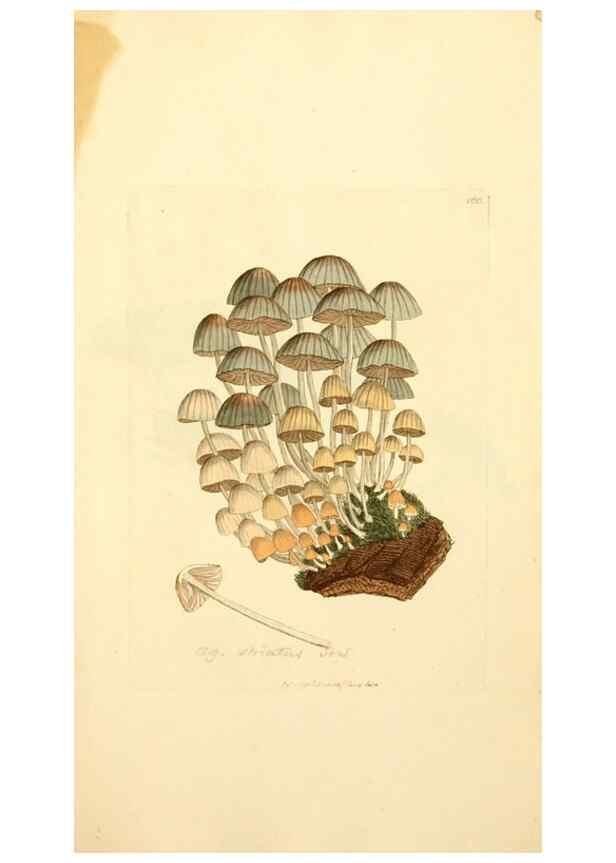 Reproducción/Reproduction 8229410975: Coloured figures of English fungi or mushrooms.. London,Printed by J. Davis,1797-[1809]