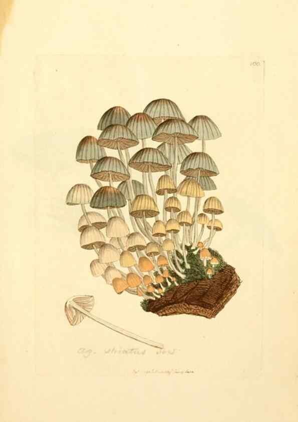 Reproducción/Reproduction 8229410975: Coloured figures of English fungi or mushrooms.. London,Printed by J. Davis,1797-[1809]