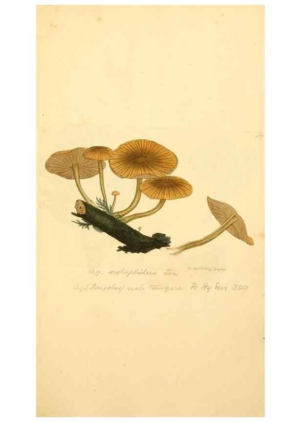Reproducción/Reproduction 8229411375: Coloured figures of English fungi or mushrooms.. London,Printed by J. Davis,1797-[1809]
