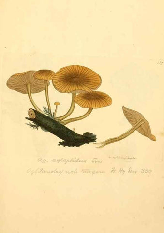 Reproducción/Reproduction 8229411375: Coloured figures of English fungi or mushrooms.. London,Printed by J. Davis,1797-[1809]