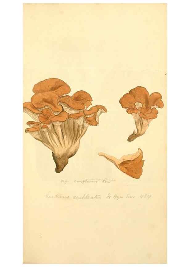 Reproducción/Reproduction 8230477366: Coloured figures of English fungi or mushrooms.. London,Printed by J. Davis,1797-[1809]