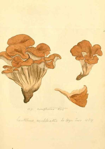 Reproducción/Reproduction 8230477366: Coloured figures of English fungi or mushrooms.. London,Printed by J. Davis,1797-[1809]