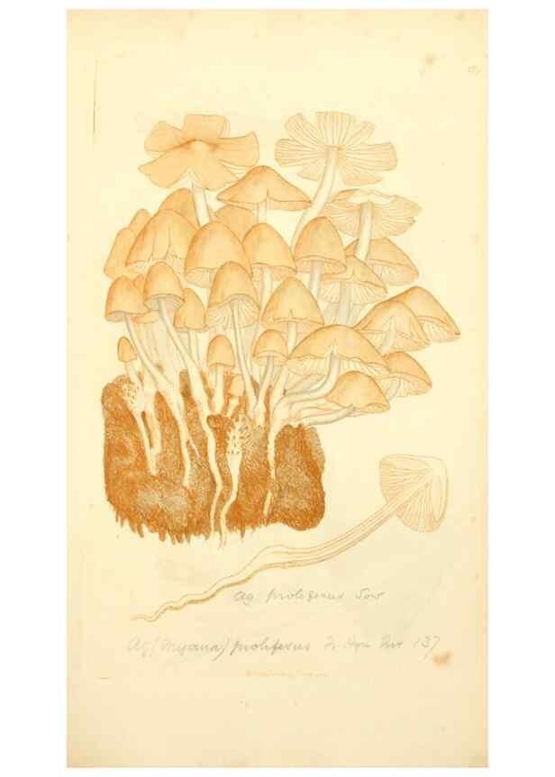 Reproducción/Reproduction 8230477804: Coloured figures of English fungi or mushrooms.. London,Printed by J. Davis,1797-[1809]