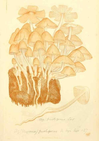 Reproducción/Reproduction 8230477804: Coloured figures of English fungi or mushrooms.. London,Printed by J. Davis,1797-[1809]