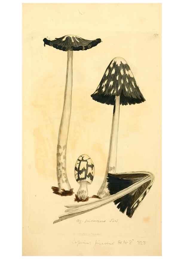 Reproducción/Reproduction 8230478266: Coloured figures of English fungi or mushrooms.. London,Printed by J. Davis,1797-[1809]