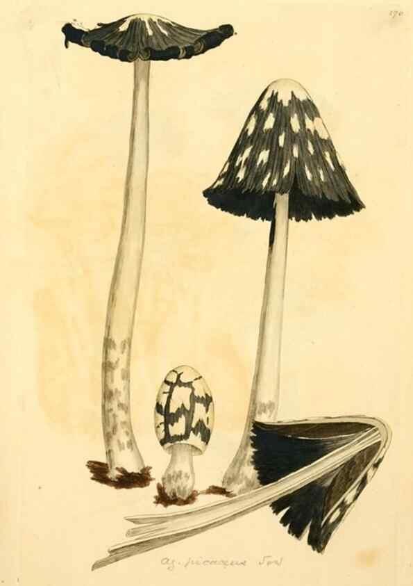 Reproducción/Reproduction 8230478266: Coloured figures of English fungi or mushrooms.. London,Printed by J. Davis,1797-[1809]