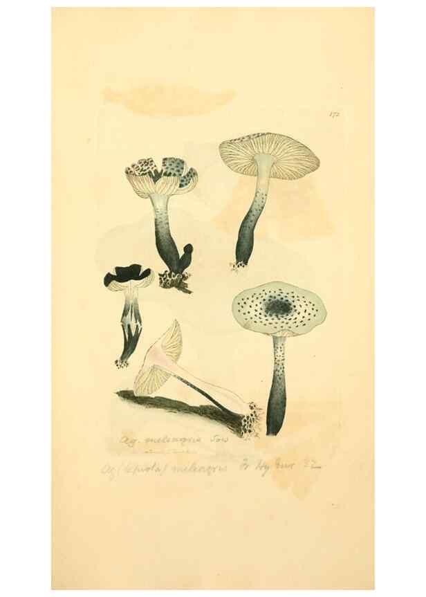 Reproducción/Reproduction 8229413267: Coloured figures of English fungi or mushrooms.. London,Printed by J. Davis,1797-[1809]