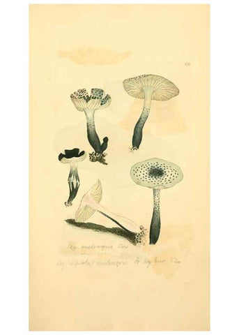 Reproducción/Reproduction 8229413267: Coloured figures of English fungi or mushrooms.. London,Printed by J. Davis,1797-[1809]