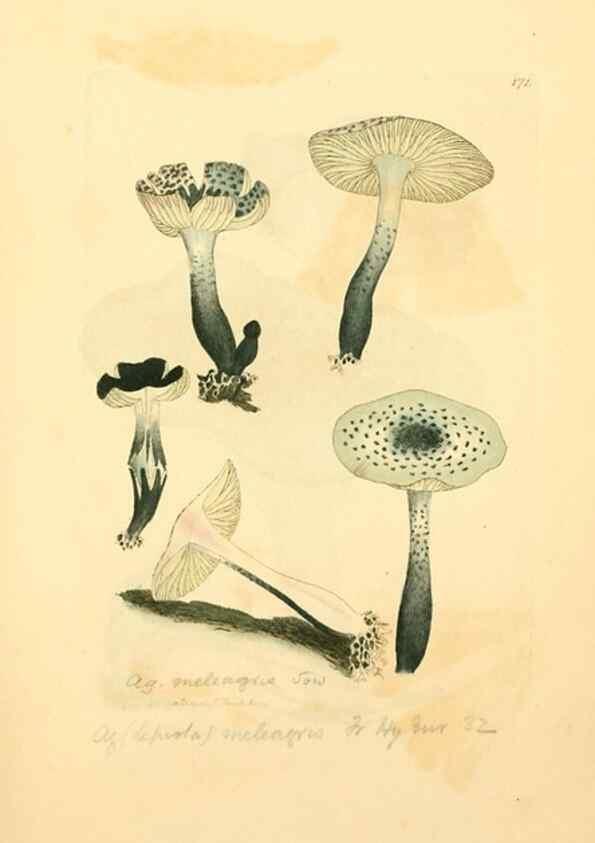 Reproducción/Reproduction 8229413267: Coloured figures of English fungi or mushrooms.. London,Printed by J. Davis,1797-[1809]