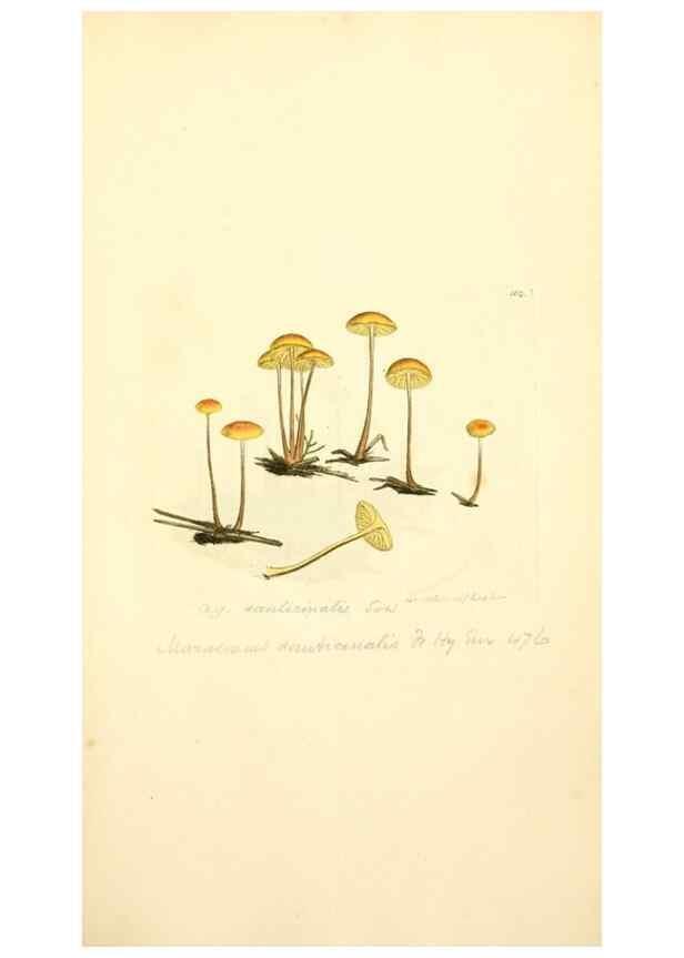 Reproducción/Reproduction 8230475056: Coloured figures of English fungi or mushrooms.. London,Printed by J. Davis,1797-[1809]