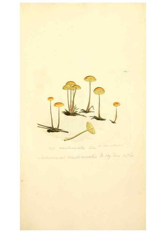 Reproducción/Reproduction 8230475056: Coloured figures of English fungi or mushrooms.. London,Printed by J. Davis,1797-[1809]
