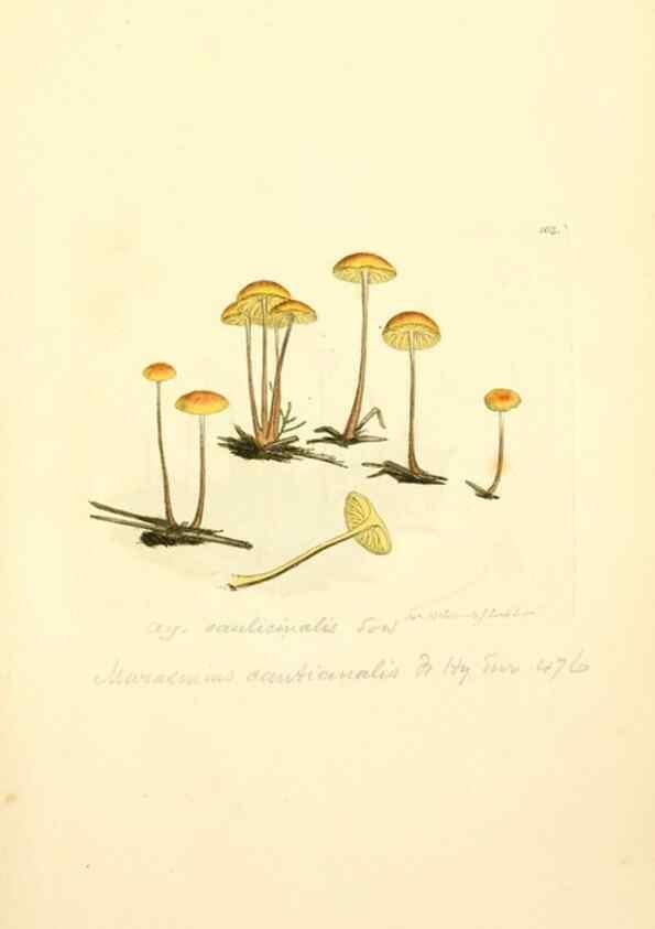 Reproducción/Reproduction 8230475056: Coloured figures of English fungi or mushrooms.. London,Printed by J. Davis,1797-[1809]