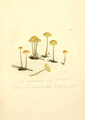 Reproducción/Reproduction 8230475056: Coloured figures of English fungi or mushrooms.. London,Printed by J. Davis,1797-[1809]