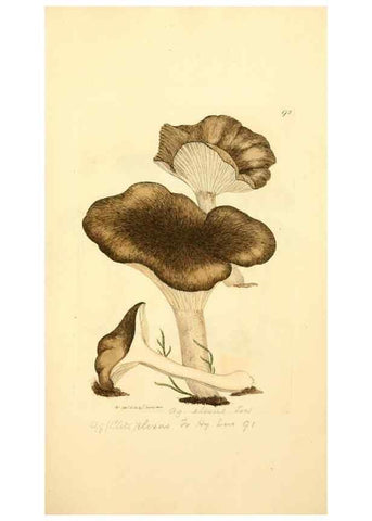 Reproducción/Reproduction 8230479130: Coloured figures of English fungi or mushrooms.. London,Printed by J. Davis,1797-[1809]