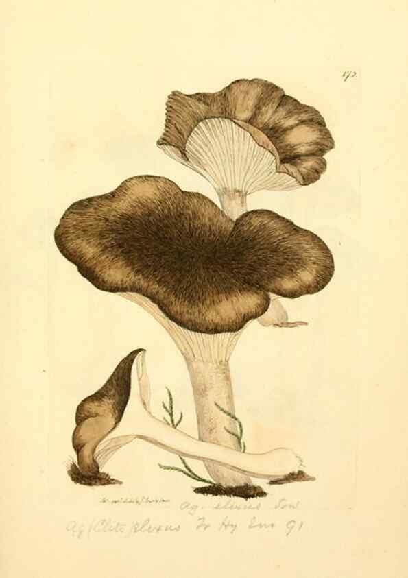 Reproducción/Reproduction 8230479130: Coloured figures of English fungi or mushrooms.. London,Printed by J. Davis,1797-[1809]