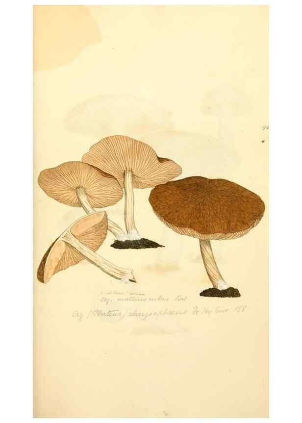 Reproducción/Reproduction 8229414673: Coloured figures of English fungi or mushrooms.. London,Printed by J. Davis,1797-[1809]