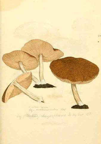Reproducción/Reproduction 8229414673: Coloured figures of English fungi or mushrooms.. London,Printed by J. Davis,1797-[1809]