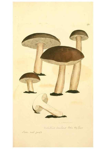 Reproducción/Reproduction 8230480554: Coloured figures of English fungi or mushrooms.. London,Printed by J. Davis,1797-[1809]