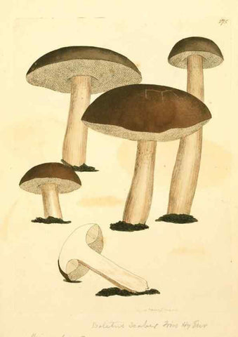Reproducción/Reproduction 8230480554: Coloured figures of English fungi or mushrooms.. London,Printed by J. Davis,1797-[1809]