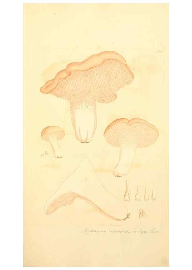 Reproducción/Reproduction 8230481064: Coloured figures of English fungi or mushrooms.. London,Printed by J. Davis,1797-[1809]
