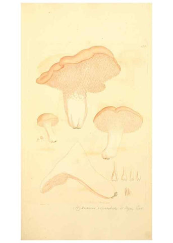 Reproducción/Reproduction 8230481064: Coloured figures of English fungi or mushrooms.. London,Printed by J. Davis,1797-[1809]