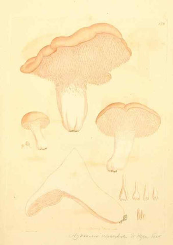 Reproducción/Reproduction 8230481064: Coloured figures of English fungi or mushrooms.. London,Printed by J. Davis,1797-[1809]