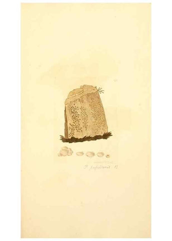 Reproducción/Reproduction 8229416065: Coloured figures of English fungi or mushrooms.. London,Printed by J. Davis,1797-[1809]