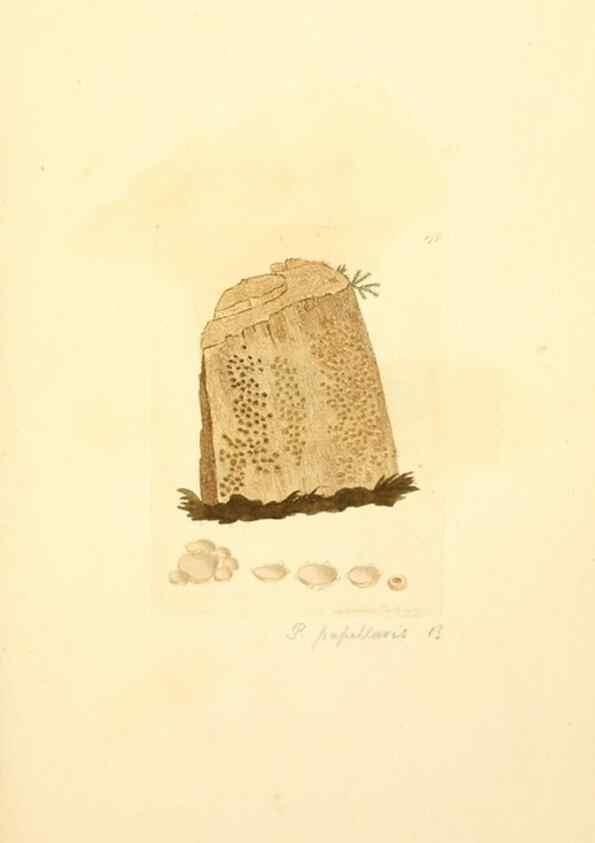 Reproducción/Reproduction 8229416065: Coloured figures of English fungi or mushrooms.. London,Printed by J. Davis,1797-[1809]