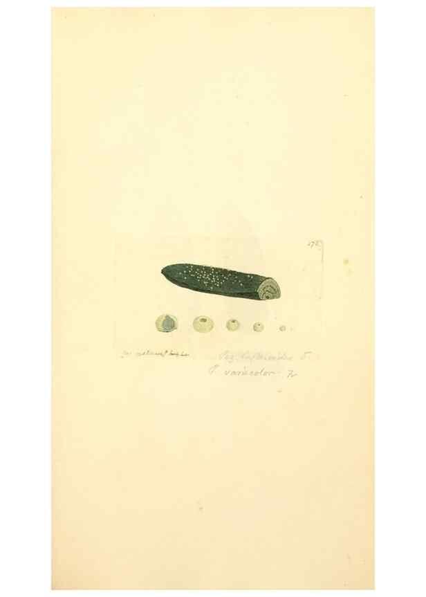 Reproducción/Reproduction 8230481892: Coloured figures of English fungi or mushrooms.. London,Printed by J. Davis,1797-[1809]