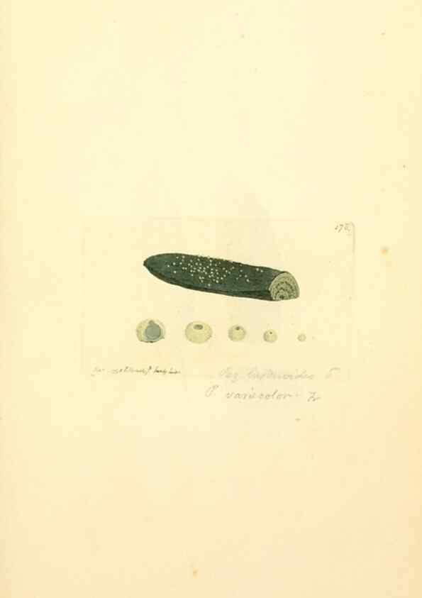 Reproducción/Reproduction 8230481892: Coloured figures of English fungi or mushrooms.. London,Printed by J. Davis,1797-[1809]