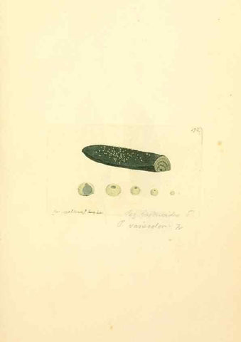 Reproducción/Reproduction 8230481892: Coloured figures of English fungi or mushrooms.. London,Printed by J. Davis,1797-[1809]