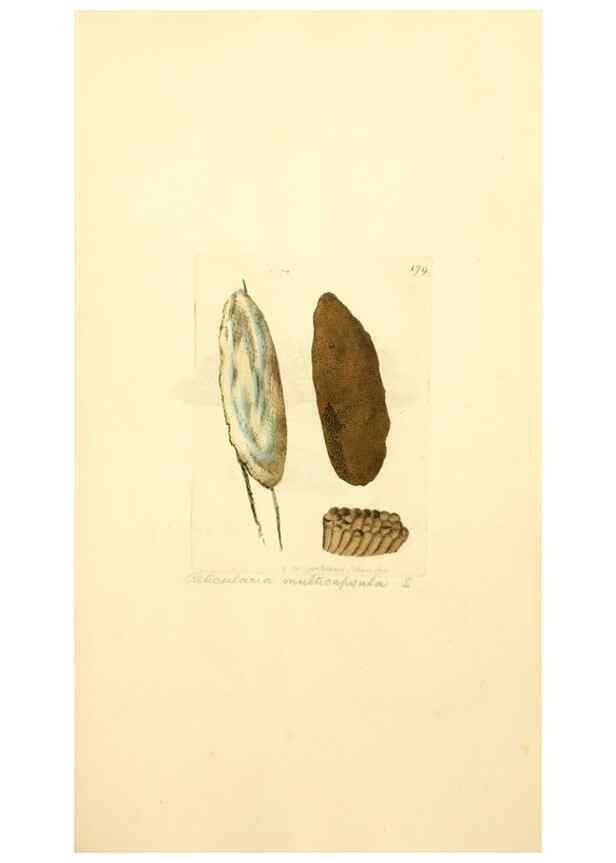 Reproducción/Reproduction 8229416927: Coloured figures of English fungi or mushrooms.. London,Printed by J. Davis,1797-[1809]