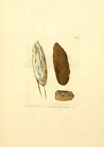 Reproducción/Reproduction 8229416927: Coloured figures of English fungi or mushrooms.. London,Printed by J. Davis,1797-[1809]