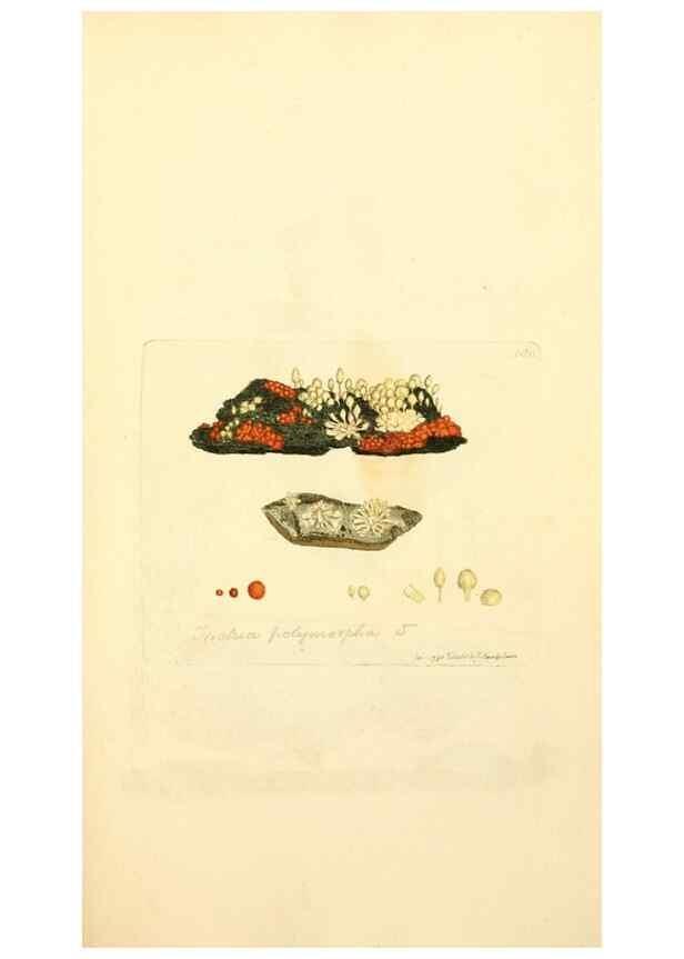 Reproducción/Reproduction 8230482838: Coloured figures of English fungi or mushrooms.. London,Printed by J. Davis,1797-[1809]