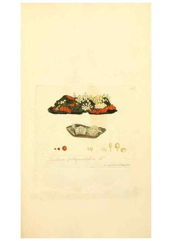 Reproducción/Reproduction 8230482838: Coloured figures of English fungi or mushrooms.. London,Printed by J. Davis,1797-[1809]