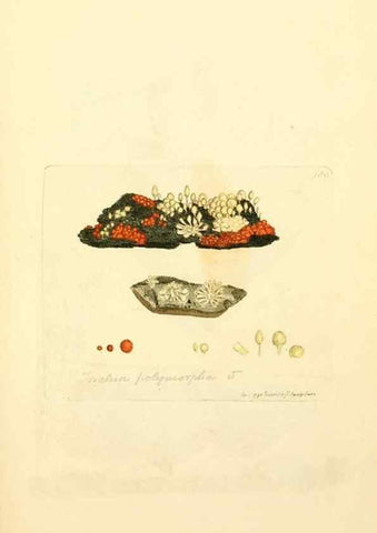 Reproducción/Reproduction 8230482838: Coloured figures of English fungi or mushrooms.. London,Printed by J. Davis,1797-[1809]