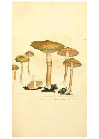 Reproducción/Reproduction 8229414203: Coloured figures of English fungi or mushrooms.. London,Printed by J. Davis,1797-[1809]