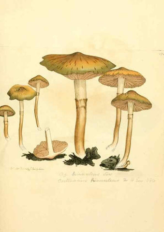 Reproducción/Reproduction 8229414203: Coloured figures of English fungi or mushrooms.. London,Printed by J. Davis,1797-[1809]