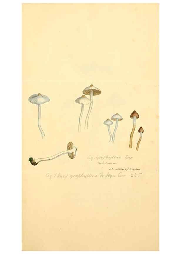 Reproducción/Reproduction 8229390611: Coloured figures of English fungi or mushrooms.. London,Printed by J. Davis,1797-[1809]