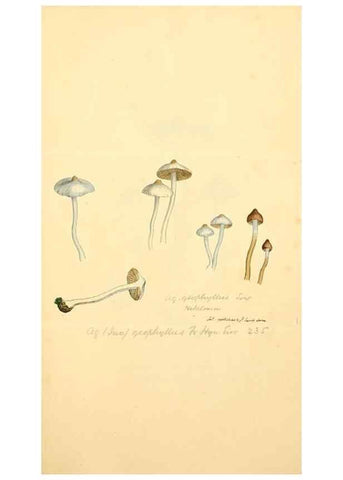 Reproducción/Reproduction 8229390611: Coloured figures of English fungi or mushrooms.. London,Printed by J. Davis,1797-[1809]